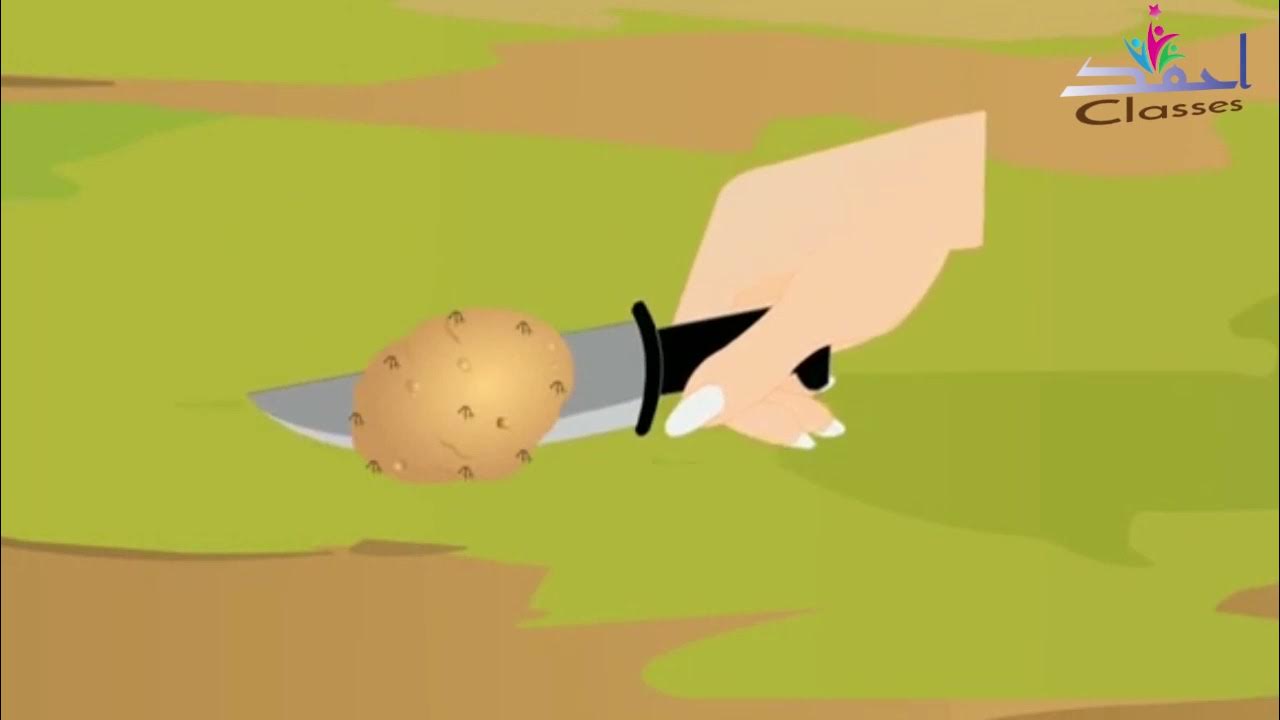 Vegetative propagation in sweet potato & Potato YouTube