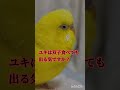 最近双子が気になるトリ
