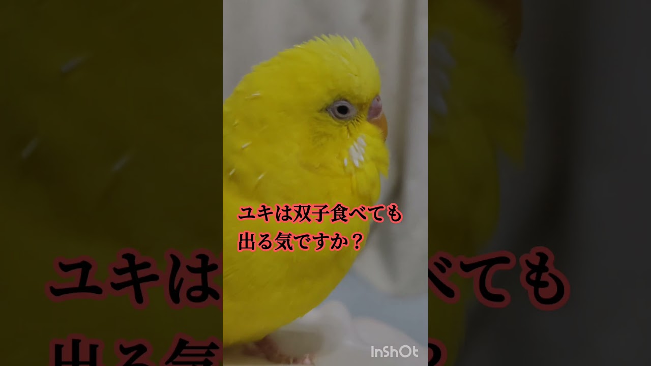 最近双子が気になるトリ