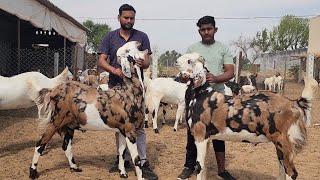 Bakre Nahi Sher Hai | 100 Kg 2 Daath Palnewale Bakre At Surya Goat Farm Jhunjunu Rajasthan.