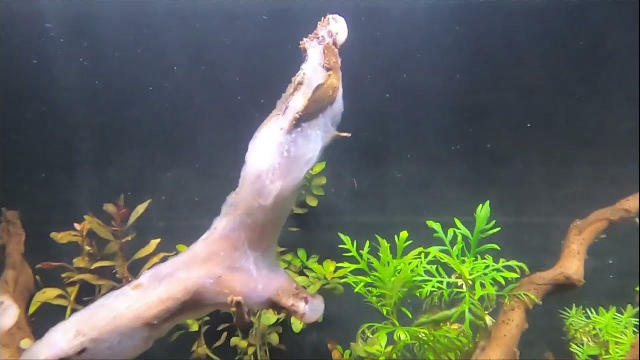 white fuzzy stuff on aquarium wood. YouTube