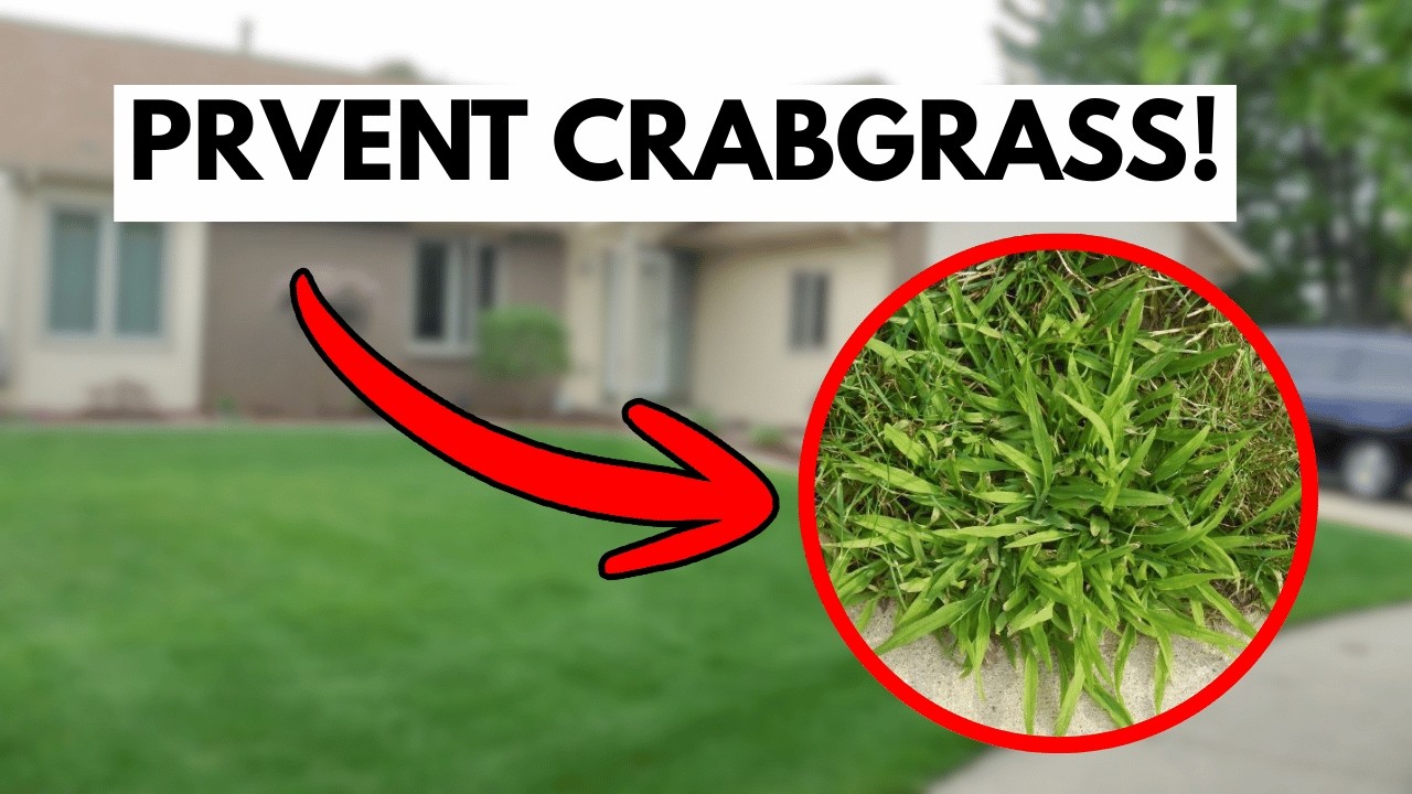 Crabgrass Control: How & When to Apply Pre-Emergent