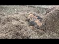 Live Pig Farrowing