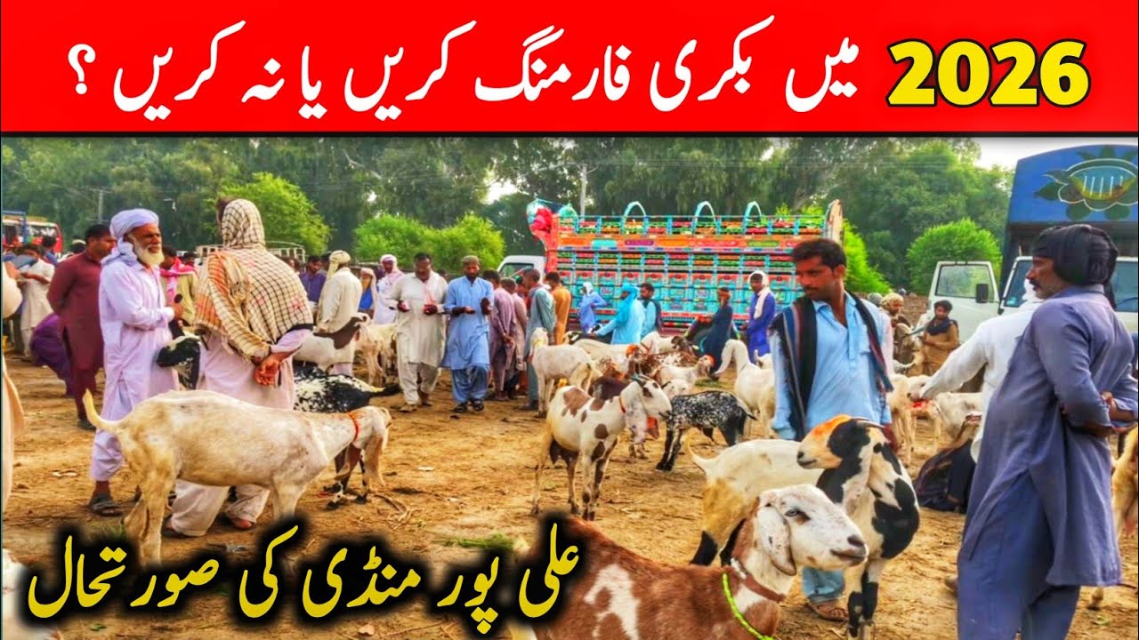 2026 Men Bakri Farming Karin Ya Na Karin || Alipor Mandi Ki Surathall || Punjab Goat Life 