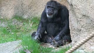Chimpanzee Silliness at John Ball Zoo 1