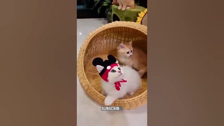 Watch the video about Beautiful and Cute Funny Cat / Funny Cat's - Funny and beautiful pet videos / Mivo