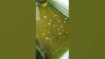 CÁ BẢY MÀU HB YELLOW ĐỒNG LOẠT ĂN CÁM THÁI INVE 3/5