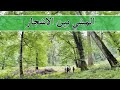 جولة في غابات مدينة جالوس 