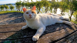 公園のベンチに野良猫が座っていたので隣に座ってナデナデしてきた