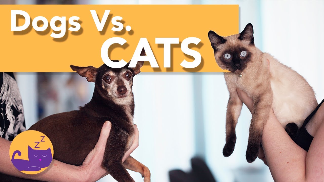 Cats vs. Dogs: Behavior, Intelligence, and Care Comparison · The Wildest