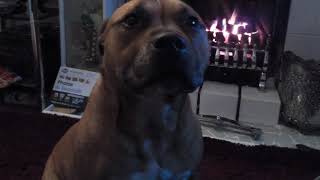 My Dogs Past And Present