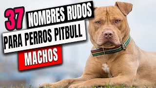 ✅ Nombres Para Perros Machos Pitbull Que No Conocias ✅