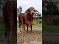 biggest cow