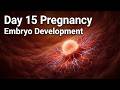Day 15 Pregnancy | Embryo Implantation in Womb (3D Animation) | Baby Growth Explained