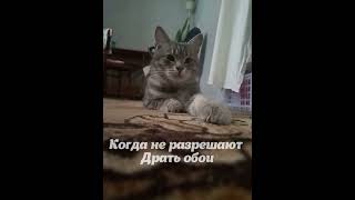 #Shortscats #Cat #Ржачныевидео #Приколы #Юмор #Tiktok #Котик