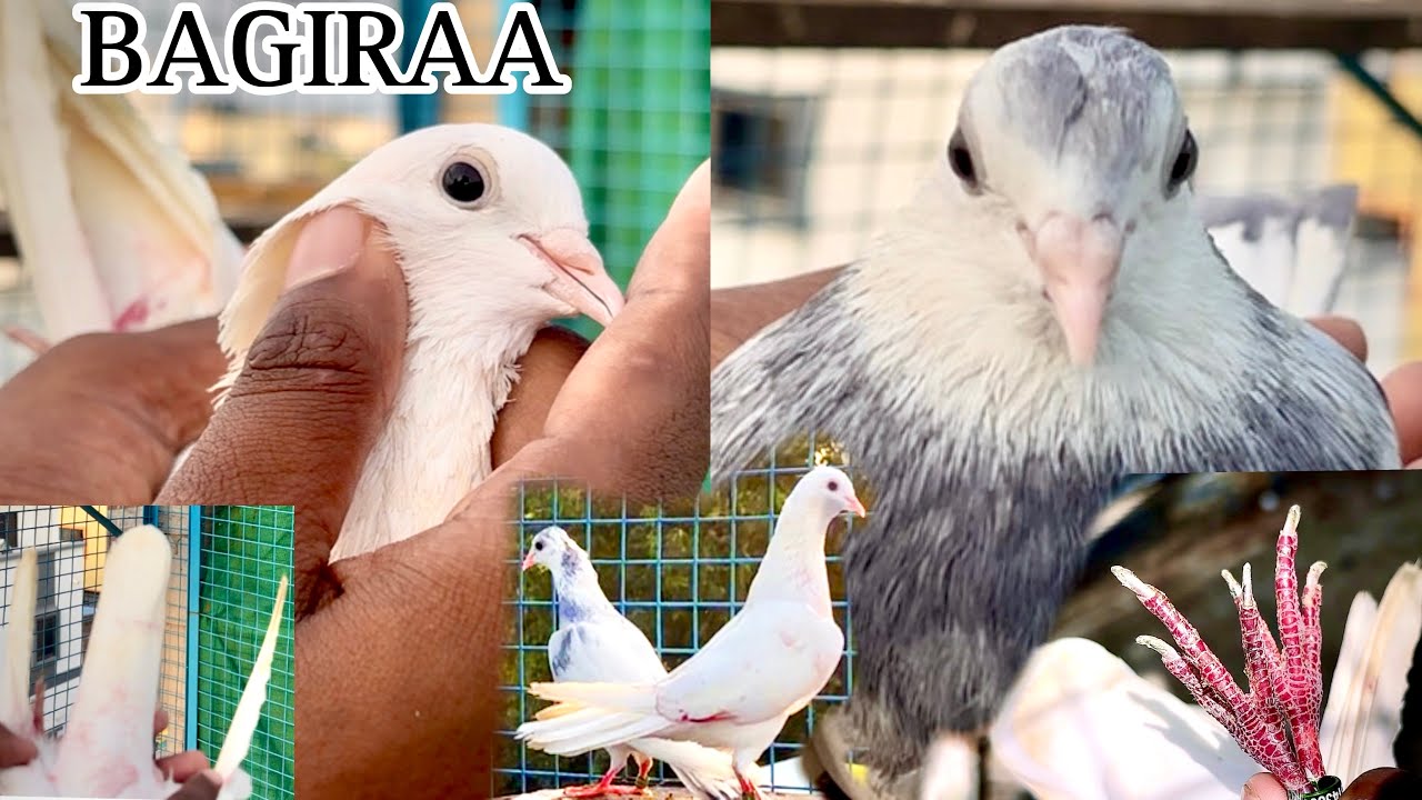 FS ZAIN BABA HOME BIGRA GRANTED BREADER PAIR 38*To 40*ME12 Ghante Plus Ude CHAMPION BAZI M9975143897