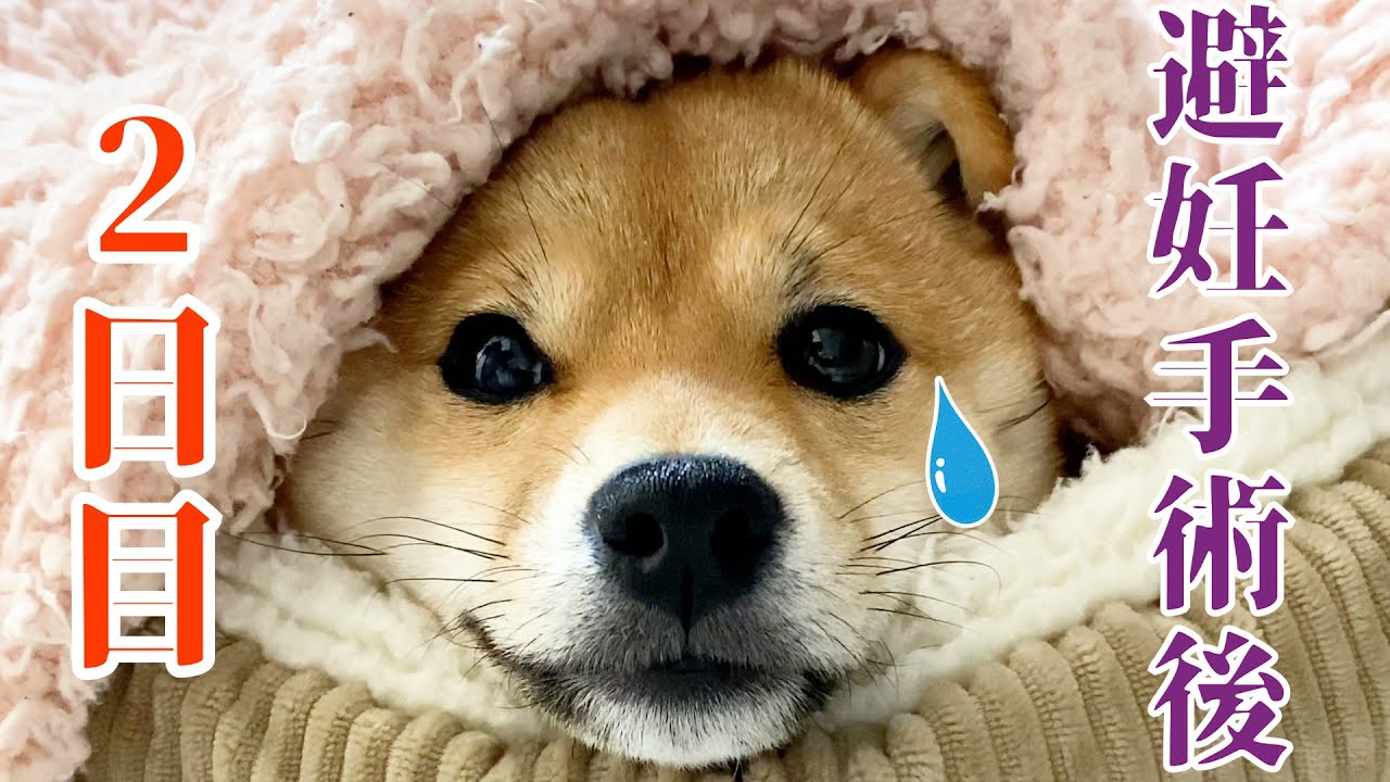 震えていた初日から少しだけ元気を取り戻した子犬