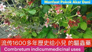 使君子功效与副作用。Combretum indicum medicinal uses。 Manfaat Pokok Akar Dani。