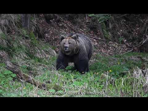 Video: Smeđi medvjedi: dobroćudni stalkeri i opasni štapovi
