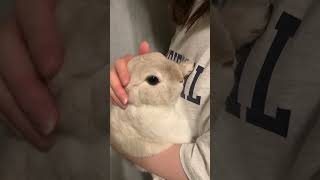 A rabbit who likes to be held  #shorts