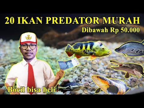 Video: Semua Tentang Ikan: Ikan Apa Yang Bisa Dipelihara Bersama