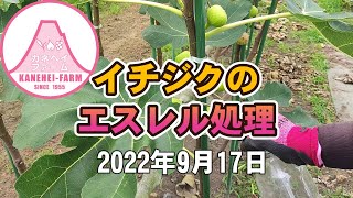 【イチジク】エスレル処理 - 2022年9月17日