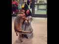 Bia the GSD reunited with owner at the airport  - 980269