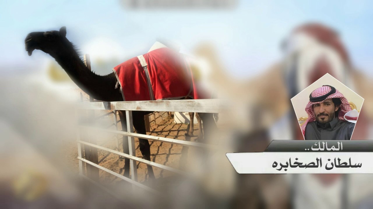 شيلة دواسر لنا الطاله | محمد ال نجم