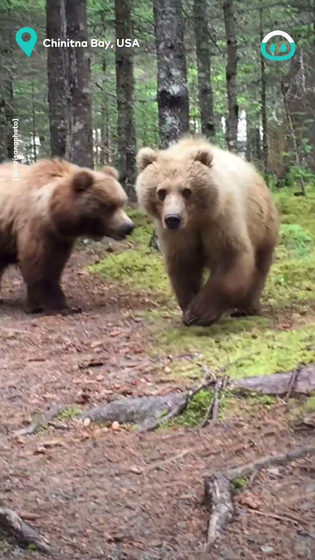 Close Encounter with Wild Alaskan Bears || ViralHog