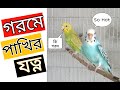 গরমে বাজরিগার পাখির যত্ন | Budgies care | Pigeon &amp; Bird's view