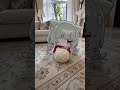弗糯糯 ハンティングプレイ