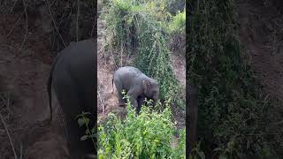 Ger Ger 🐘💚🫰 #changchill #elephant #ethical #wildlife #nature #cute #animals
