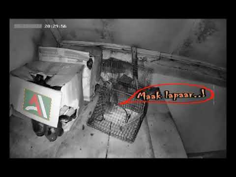 Induk Tikus berusaha menolong anaknya Induk Tikus berusaha menolong anaknya