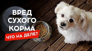 Вред сухого корма для собак, это стереотип или правда?