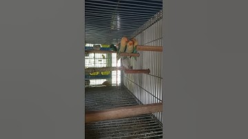 ParBlue Opaline X ParBlue Fishery.   #trending #viral #beautifulbirds #birds #lovebirds#parblue #plf