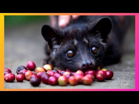 Vídeo: Qual zoológico tem civeta?