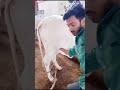 Cow Ultrasound pregnancy check Karachi Pakistan