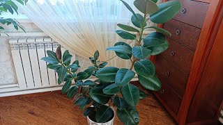 видео: ФИКУС ЭЛАСТИКА АБИДЖАН. ПЕРЕСАДКА И УХОД картинка: ФИКУС ЭЛАСТИКА АБИДЖАН. ПЕРЕСАДКА И УХОД