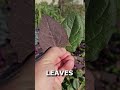 IS RED SPINACH BETTER THAN GREEN?