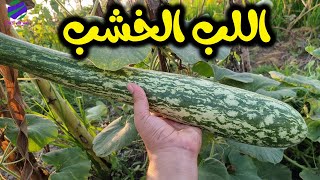 فوائد اللب الخشب المذهلة 15 فائدة لا تحصى فى اللب الخشب ؟؟؟