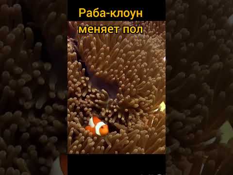 рыба -клоун меняет пол #интересныефакты #история #факты