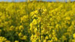 A rape field with rape blossoms - Free 4K Video - No Copyright screenshot 1