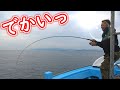 【海プロジェクト46】湾内に青物が大量発生!!