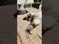 #cat #топ #друзья #юмор #подпишись #лайк #кошка #популярное #котики #love #catlover #kitten #cute