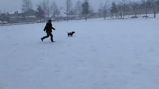 Cesky Terrier in Snow