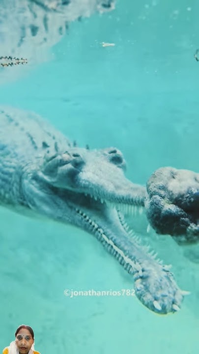 #dangerous #crocodile #funny #facts #animals #trending #shortvideos
