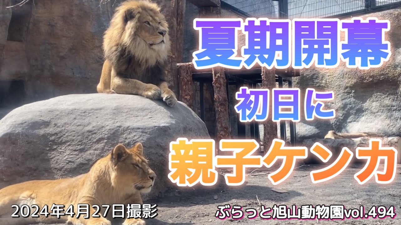 《旭山動物園ライオン&トラ》夏期開幕初日から親子ケンカの仲裁に入ったのは誰？オリト＆イオファミリーvol494/Who stopped the lion family from fighting?