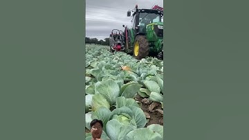 Cực kỳ tiện lợi với chiếc máy thu hoạch bắp cải nhanh chóng #youtubeshorts #shorts #shortsvideo