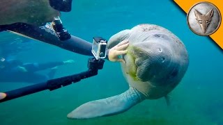 Manatees LOVE Video Cameras!