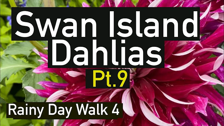 Part 9. Dahlia Varieties by name. Rainy day walk cont. Swan Island Dahlias 2023 #dahlia #dahlias